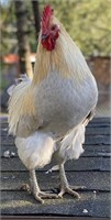 Hedemora Rooster
