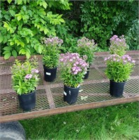 6 Perennial Purple Garden Phlox Plants