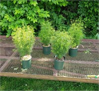 4 Perennial Yellow Coreopsis Plants