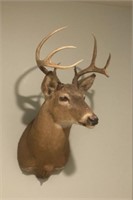 Whitetail Buck Mount - Taxidermy