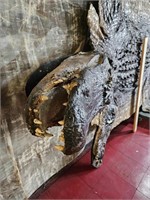 Large 12-foot Alligator taxidermy mount on