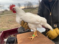 Leghorn hatched 1/15/24