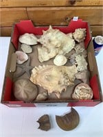 Assorted Shells