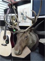 MOUNTED ELK HEAD - LOCAL PICK-UP ONLY!