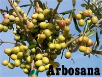 (25) Potted Arbosana Olive Trees