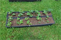 2 TRAYS OF ALBION EVERBEARING STRAWBERRY PLANTS