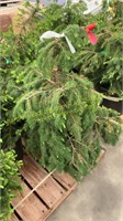 7 gallon Serbian Spruce (bidx5)