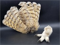 Feathers & Talons (2)