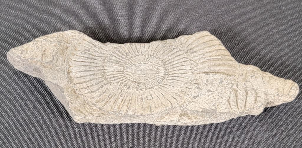 Ammonite Fossil Stone