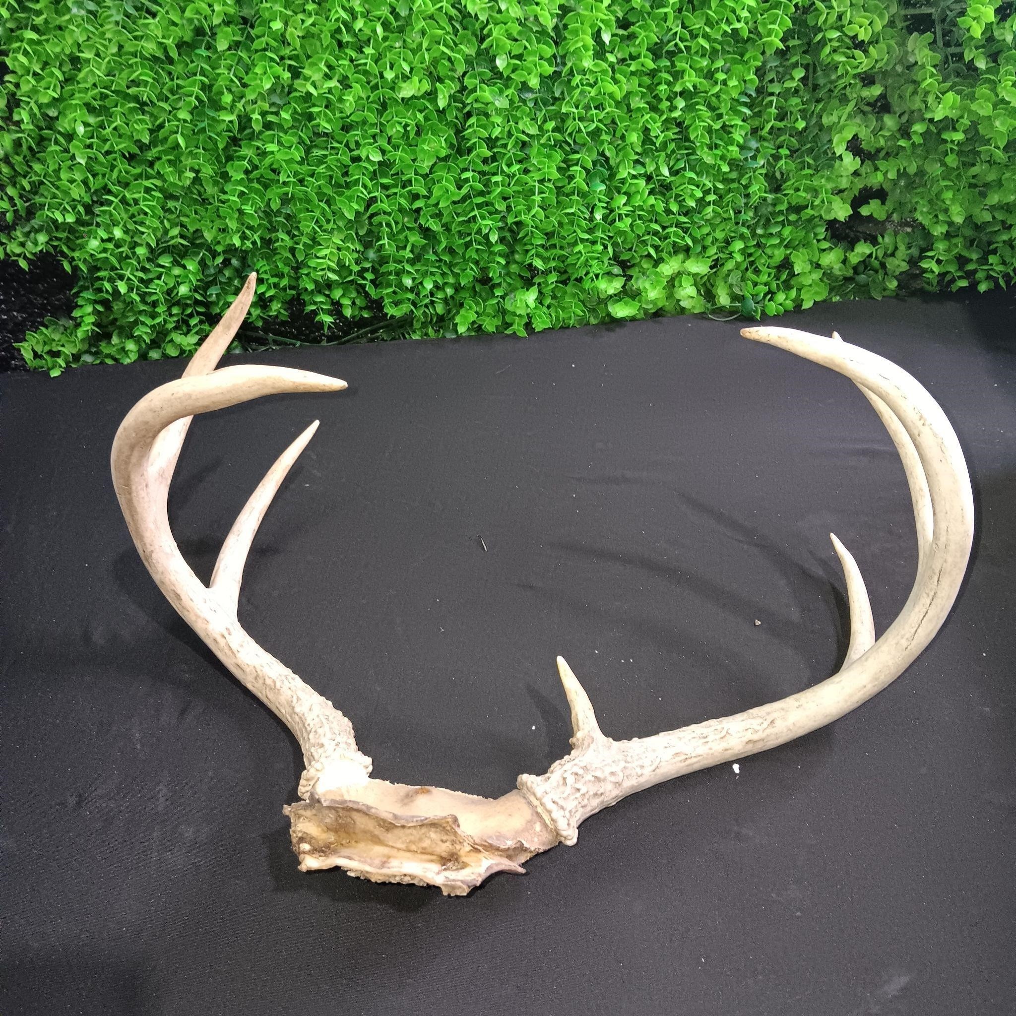 Deer Antlers Size 12 x 8