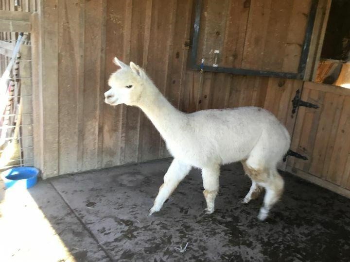 Mid Atlantic Alpaca/Llama Winter Celebration Online Auction