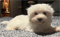 Male-Maltese Puppy-Intact, 9 weeks