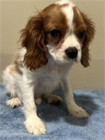 Male-Cavalier King Charles-Intact, 15 weeks