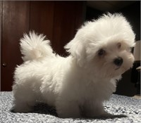 Male#2-Maltese Puppy-Intact, 9 weeks