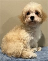 Male#2-Toy Poodle-Intact, 12 weeks
