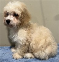 Male-Toy Poodle-Intact, 12 weeks