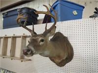 12 POINT WHITE TAIL DEER MOUNT
