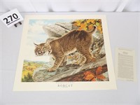 Bobcat Print by Don Whitlatch