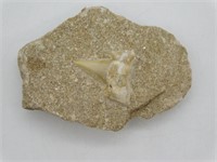 SHARK TOOTH IN MATRIX ROCK STONE LAPIDARY SPECIMEN