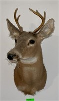 Mounted Taxidermy