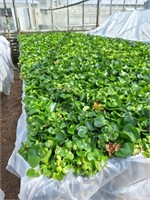 WATER HYACINTH