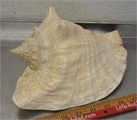 Large sea shell, 9x7x5.5, see pics