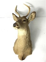 Young Male White Tail Deer Head Taxidermy