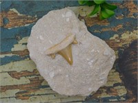 SHARK TOOTH IN MATRIX ROCK STONE LAPIDARY SPECIMEN