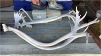 TWO SETS OF CARIBOU ANTLERS