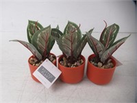 (3) Artificial Plant