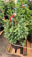 7 gallon Blue Spruce (bidx5)