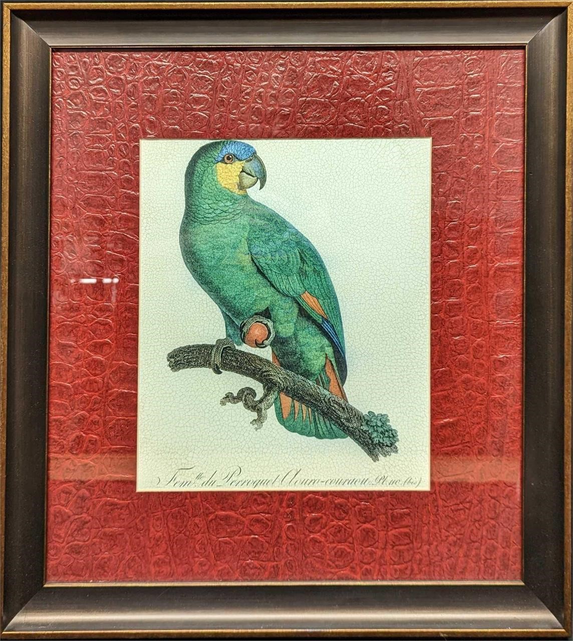 Orange Winged Parrot Framed Fine Art Print