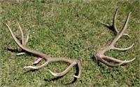 Elk Antlers