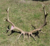 Elk Antlers