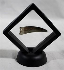 Framed fossilized tooth, 4 x 3.75