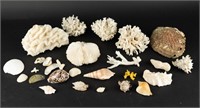 Lot Of Coral Pieces And Sea Shells
