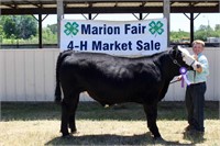 Grand Champion Market Steer- Kristopher Johnson