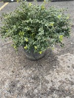 3G Helleri Holly