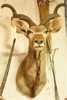 African Kudu Mount with removable antlers