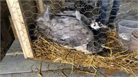 Bronze White Eyed Peahen - 1 Yr Old