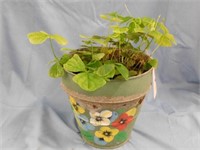 Green shamrock plant in metal pot painted with