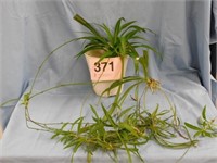 Solid green spider plant in 7" pot, several new