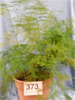 Asparagus fern in 10.75" faux terra cotta plastic