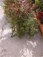 spirea japonica