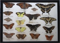 Real Butterfly Speciman Display Case - Some Fading