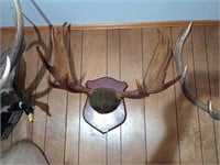 Moose rack mount. Approx 34 inches wide, 32