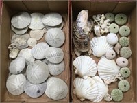 2 BOXES OF SAND DOLLARS