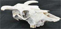 Genuine Taxidermy Bull Skull