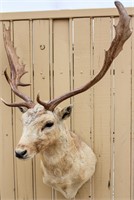 Taxidermy Fallow Deer Bust Mount Trophy