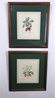 Pair of Framed Prints